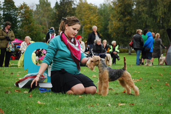 wakefield lakeland terriers